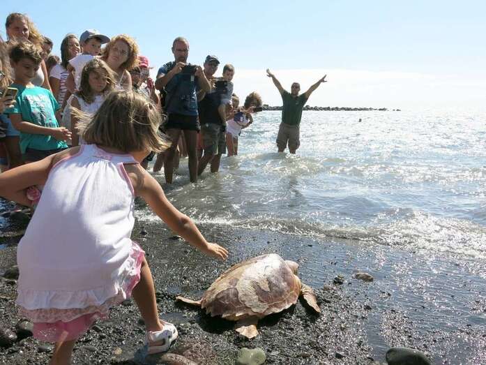Suelta de una tortuga (Foto TA)